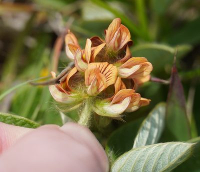 Eriosema acuminatum, photographed by Matthew Fainman