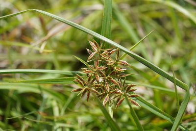Cyperus sphaerospermus, photographed by Matthew Fainman