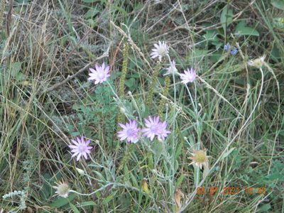 Xeranthemum annuum, photographed by Galyna Mykytynets