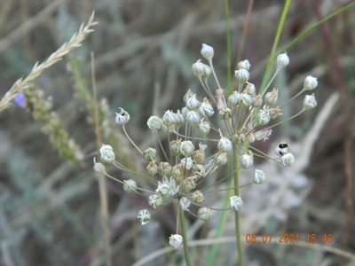 Allium inaequale, photographed by Galyna Mykytynets