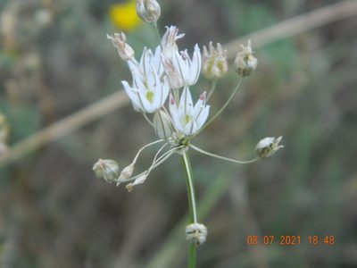 Allium inaequale, photographed by Galyna Mykytynets