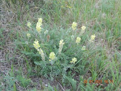 Oxytropis pilosa, photographed by Galyna Mykytynets