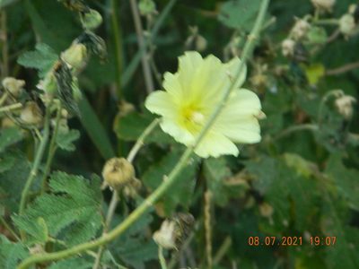 Alcea rugosa, photographed by Galyna Mykytynets
