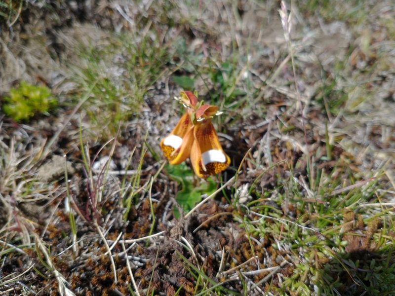 Calceolaria uniflora, photographed by Tabaré Barreto