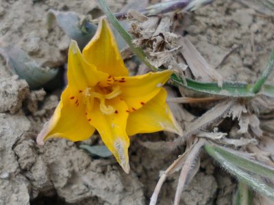 Alstroemeria patagonica, photographed by Tabaré Barreto