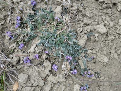 Astragalus palenae
