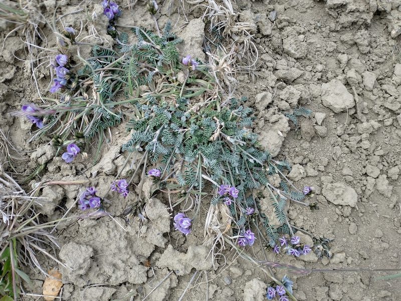 Astragalus palenae, photographed by Tabaré Barreto