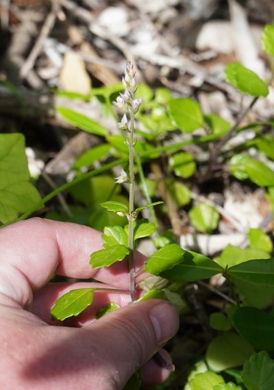 Plectranthus lucidus, photographed by Matthew Fainman