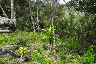 Dracaena aletriformis, photographed by Matthew Fainman