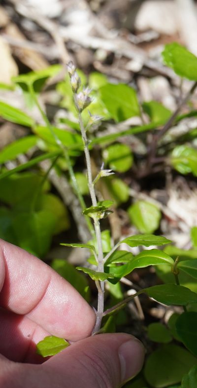 Plectranthus lucidus, photographed by Matthew Fainman