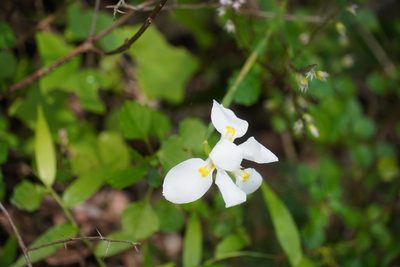 Dietes iridioides, photographed by Matthew Fainman