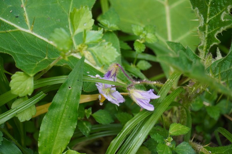 Solanum dasyphyllum, photographed by Matthew Fainman