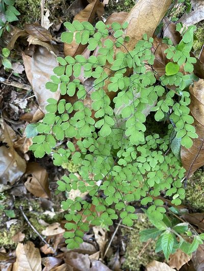 Adiantum andicola, photographed by Emily Franzen