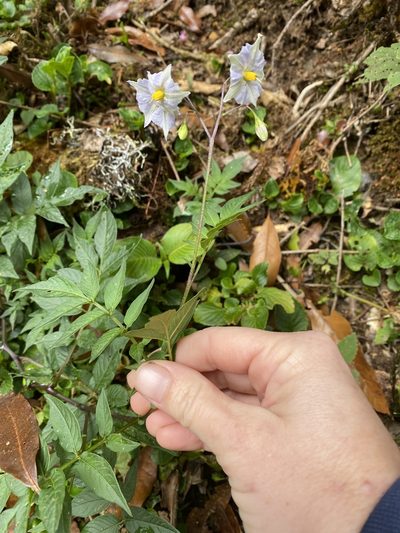 Solanum longiconicum, photographed by Emily Franzen
