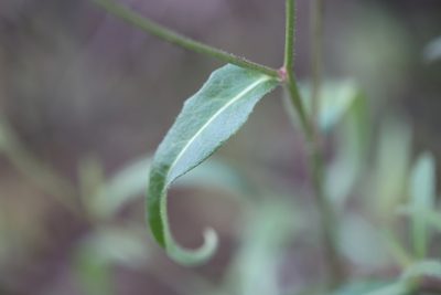 Picris hieracioides, photographed by Bee Together