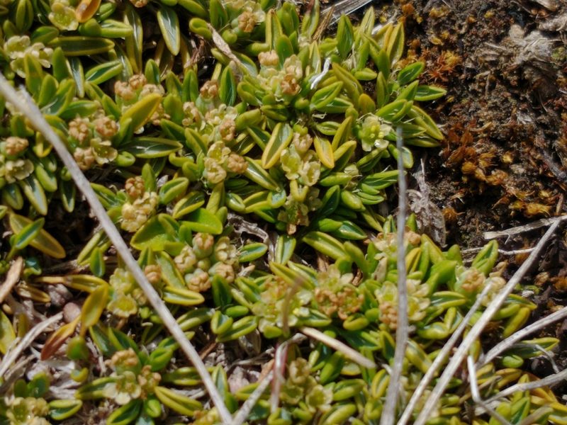 Azorella filamentosa, photographed by Tabaré Barreto