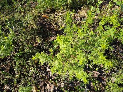 Artemisia annua, photographed by Anna Petrosyan