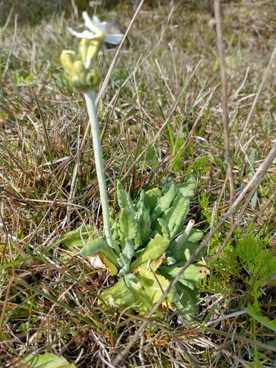 Primula magellanica, photographed by Tabaré Barreto