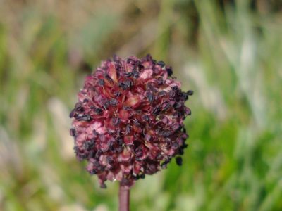 Acaena magellanica, photographed by Tabaré Barreto