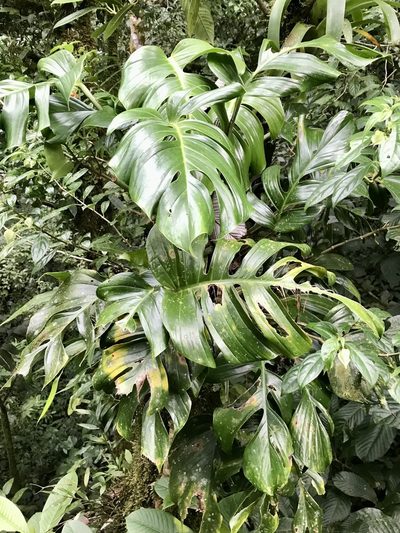 Monstera monteverdensis, photographed by Rose Zappa