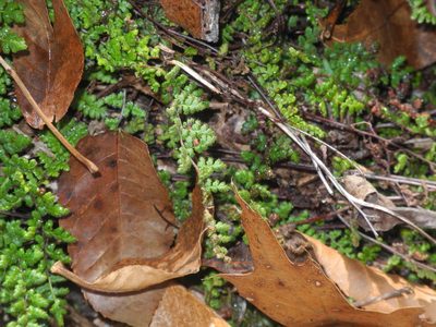 Myriopteris lanosa, photographed by Michael J. Papay
