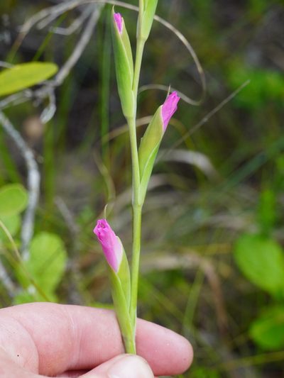 Gladiolus ochroleucus, photographed by Matthew Fainman