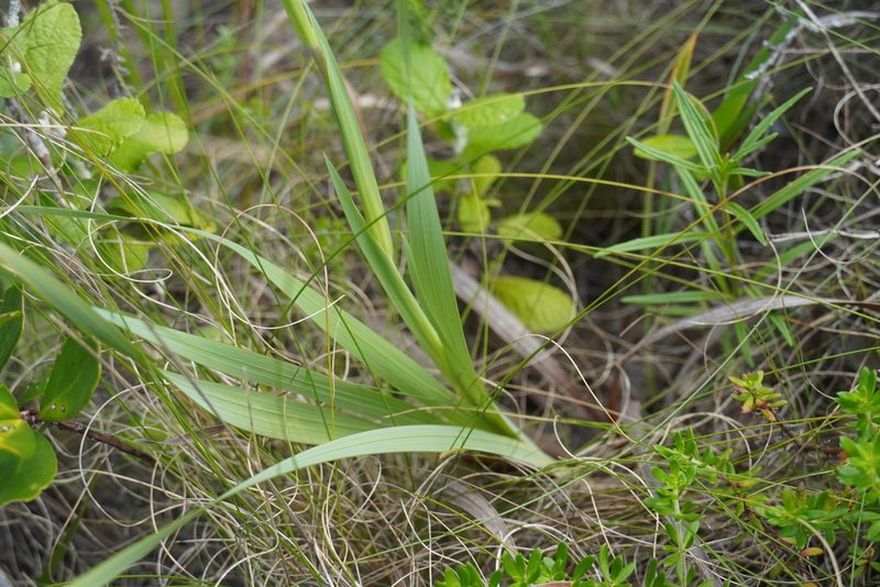 Gladiolus ochroleucus, photographed by Matthew Fainman