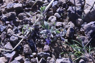 Trichostema lanceolatum, photographed by lazarus