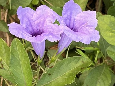 Ruellia tuberosa, photographed by Jean-Paul Boerekamps