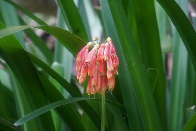 Clivia nobilis, photographed by Matthew Fainman