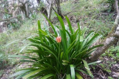 Clivia nobilis, photographed by Matthew Fainman