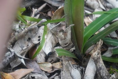 Clivia nobilis, photographed by Matthew Fainman