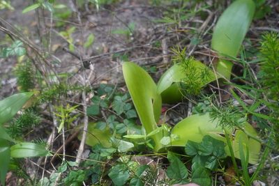 Haemanthus albiflos, photographed by Matthew Fainman