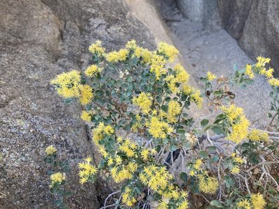 Ericameria cuneata, photographed by Caleb Catto