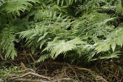 Pteris dentata, photographed by Tony Rebelo