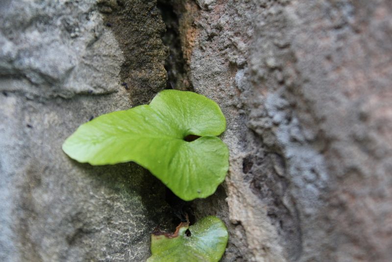 Asplenium sagittatum, photographed by Dyhia YOUSFI