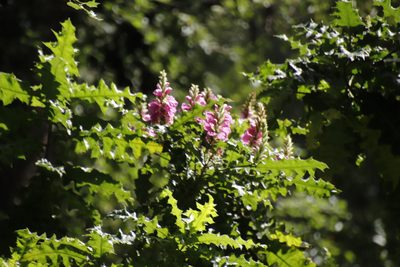 Acanthus polystachyus, photographed by Tony Rebelo