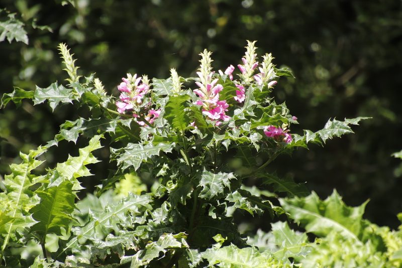 Acanthus polystachyus, photographed by Tony Rebelo