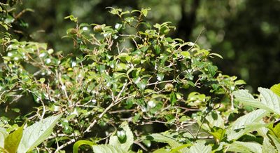 Diospyros whyteana, photographed by Tony Rebelo