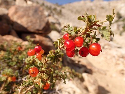 Ribes montigenum