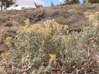 Tetradymia canescens, photographed by Matt Lavin