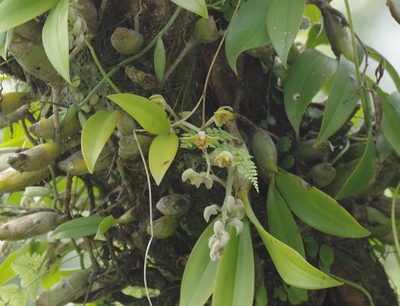 Dendrolirium lasiopetalum, photographed by Thibaud Aronson