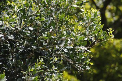 Diospyros whyteana, photographed by Tony Rebelo