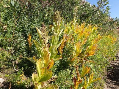 Veratrum californicum, photographed by Matt Lavin