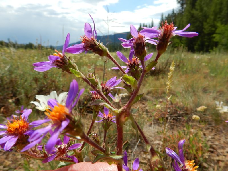Eurybia integrifolia, photographed by Matt Lavin