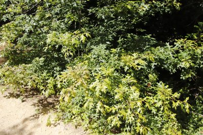 Quercus palustris, photographed by Tony Rebelo