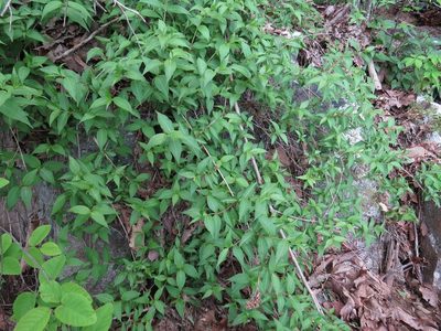Diervilla rivularis, photographed by Evan M. Raskin