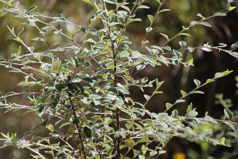 Cotoneaster pannosus, photographed by Tony Rebelo