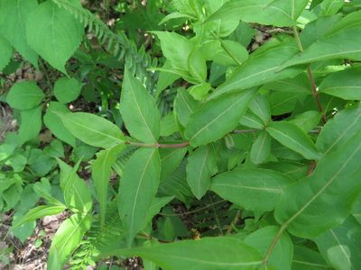 Diervilla rivularis, photographed by Evan M. Raskin
