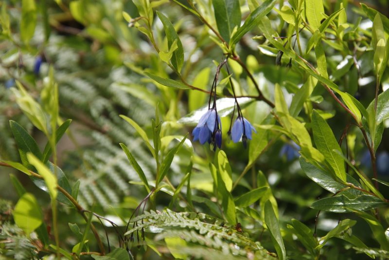 Billardiera heterophylla, photographed by Tony Rebelo